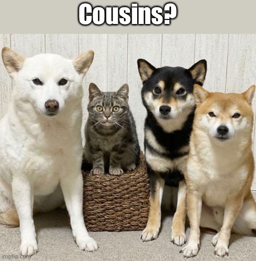 One of These Kids is Doin’ His Own Thing | Cousins? | image tagged in funny memes,cats,funny cat memes | made w/ Imgflip meme maker