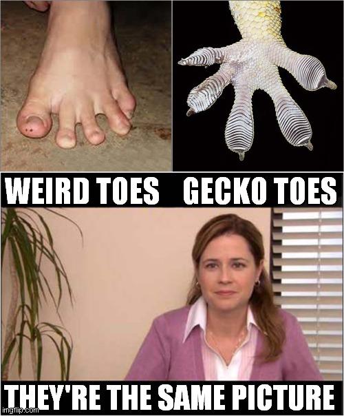 Nature Is Weird | WEIRD TOES    GECKO TOES; THEY'RE THE SAME PICTURE | image tagged in meme,they're the same picture,feet | made w/ Imgflip meme maker