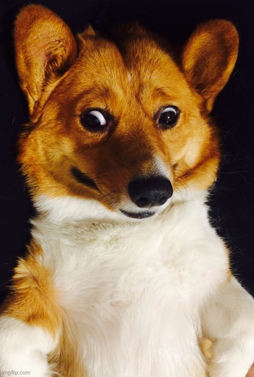 Corgi Comedy | image tagged in corgi comedy | made w/ Imgflip meme maker