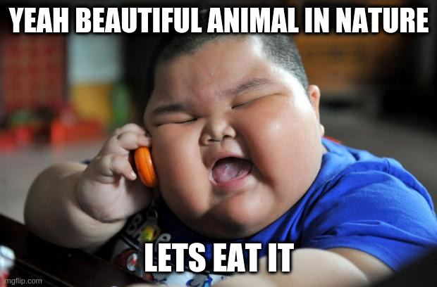 Fat Asian Kid | YEAH BEAUTIFUL ANIMAL IN NATURE LETS EAT IT | image tagged in fat asian kid | made w/ Imgflip meme maker