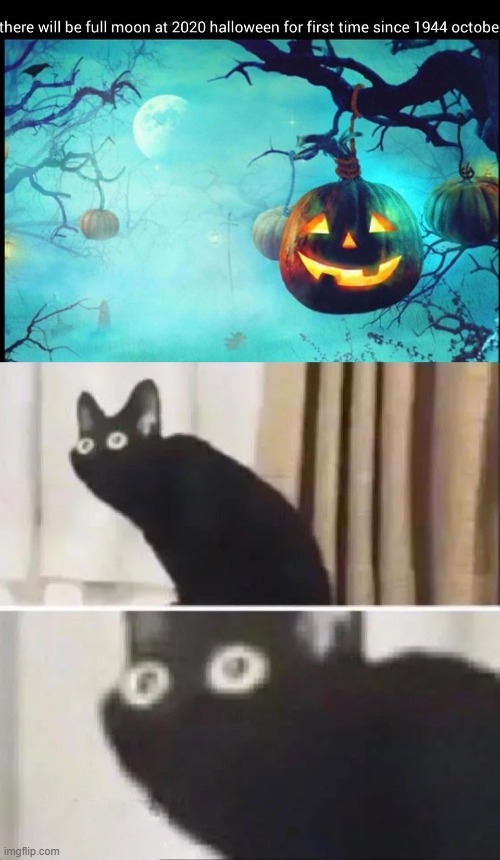 the highlight of 2020 | image tagged in oh no black cat,halloween,2020 sucks,dank memes,front page,stop reading the tags | made w/ Imgflip meme maker