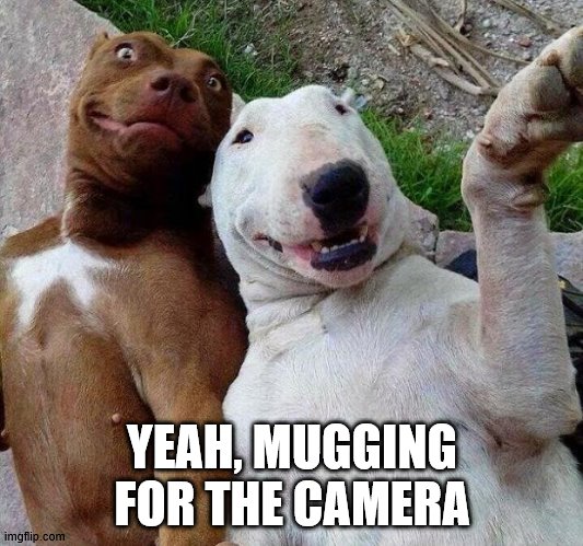 selfie dogs | YEAH, MUGGING FOR THE CAMERA | image tagged in selfie dogs | made w/ Imgflip meme maker