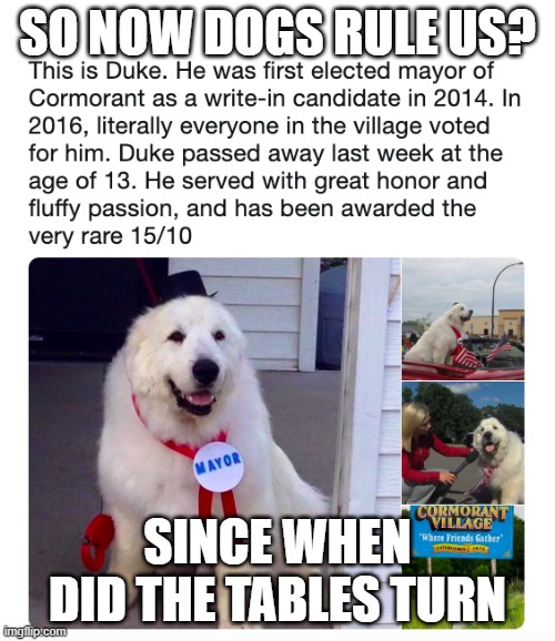 bruh | SO NOW DOGS RULE US? SINCE WHEN DID THE TABLES TURN | image tagged in bruh | made w/ Imgflip meme maker