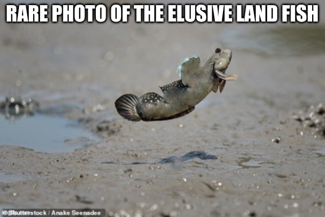 RARE PHOTO OF THE ELUSIVE LAND FISH | image tagged in fishing | made w/ Imgflip meme maker