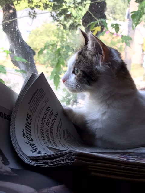 Kitty is very upset at the news Blank Meme Template