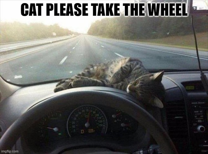 lol | CAT PLEASE TAKE THE WHEEL | image tagged in memes,jesus take the wheel,driving,cats,animals,songs | made w/ Imgflip meme maker