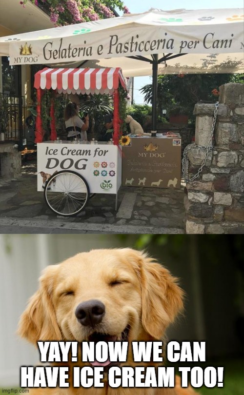 who made this store... | YAY! NOW WE CAN HAVE ICE CREAM TOO! | image tagged in happy dog,memes,funny,dogs,ice cream,animals | made w/ Imgflip meme maker