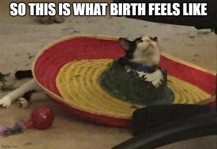 LOL | SO THIS IS WHAT BIRTH FEELS LIKE | image tagged in memes,funny,cats,animals,birth,hats | made w/ Imgflip meme maker
