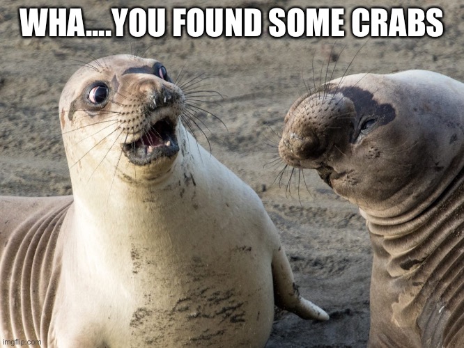 Crab | WHA....YOU FOUND SOME CRABS | image tagged in funny meme,crabs,fish,seal | made w/ Imgflip meme maker