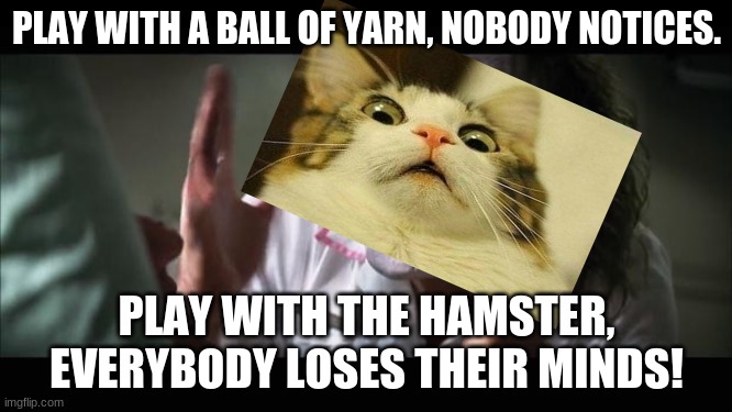 And everybody loses their minds Meme | PLAY WITH A BALL OF YARN, NOBODY NOTICES. PLAY WITH THE HAMSTER, EVERYBODY LOSES THEIR MINDS! | image tagged in memes,and everybody loses their minds,cats | made w/ Imgflip meme maker