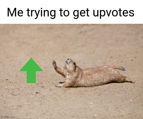 Upvote all the comments and all my most recent memes | Me trying to get upvotes | image tagged in desperately seeking help,memes | made w/ Imgflip meme maker