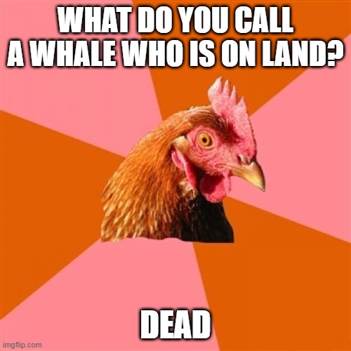 Anti Joke Chicken Meme Imgflip