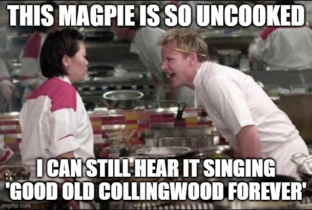 Angry Chef Gordon Ramsay | THIS MAGPIE IS SO UNCOOKED; I CAN STILL HEAR IT SINGING 'GOOD OLD COLLINGWOOD FOREVER' | image tagged in memes,angry chef gordon ramsay,chef ramsay,gordon ramsey,meme,disgusted gordon ramsay | made w/ Imgflip meme maker