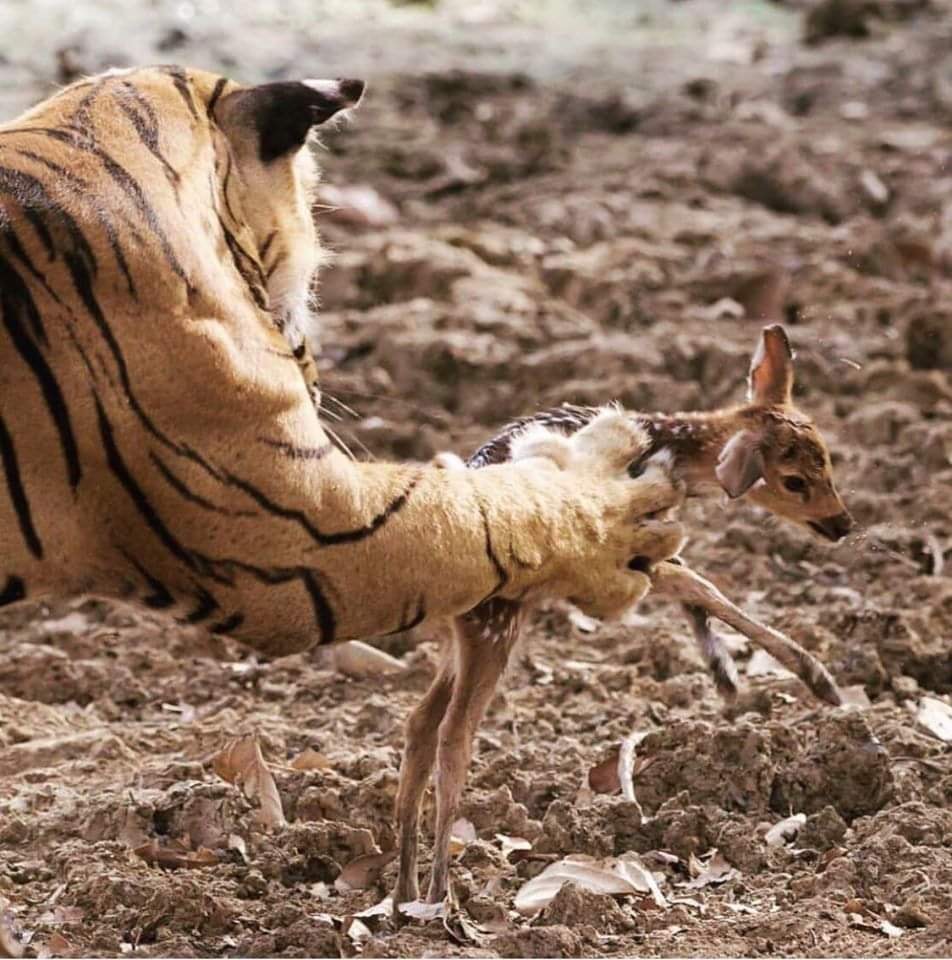 High Quality Tiger and deer Blank Meme Template