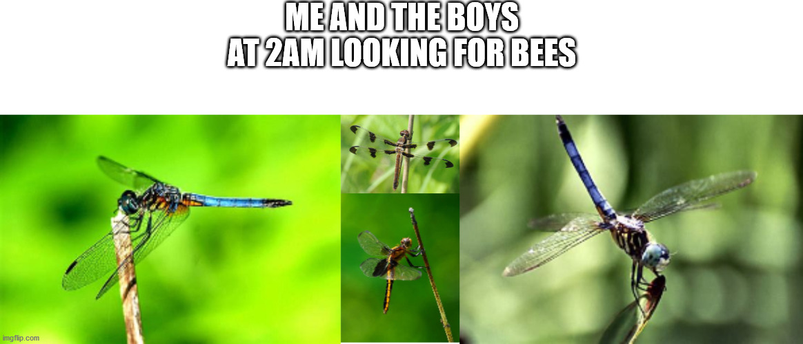 Hey, look! | ME AND THE BOYS AT 2AM LOOKING FOR BEES | image tagged in dragonflies,me and the boys,bees | made w/ Imgflip meme maker