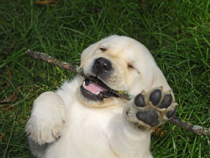 Cute puppy with stick Blank Meme Template