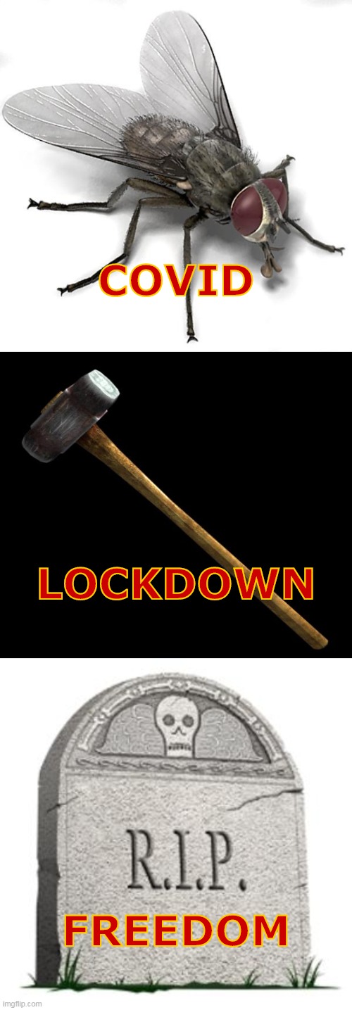 COVID Lockdown Freedom | COVID; LOCKDOWN; FREEDOM | image tagged in scumbag house fly,grave,sledge hammer,covid-19,lockdown,freedom | made w/ Imgflip meme maker