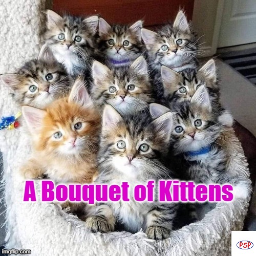 A Bouquet of Kittens | image tagged in sweet dreams | made w/ Imgflip meme maker