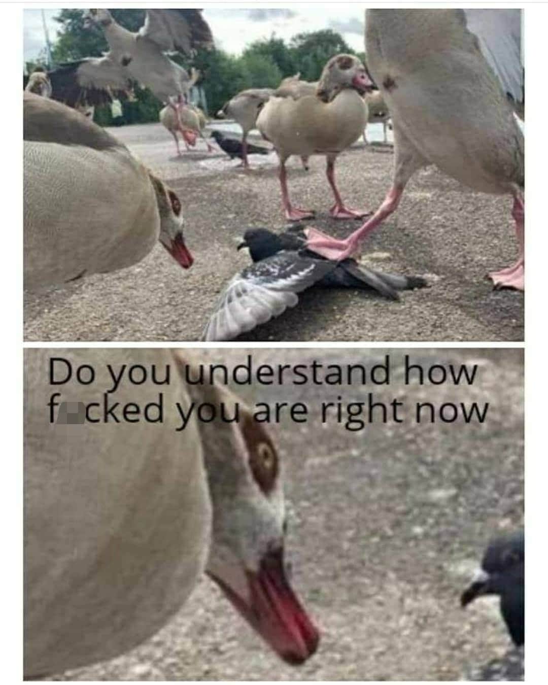 Do you understand how fcuked you are? Blank Meme Template