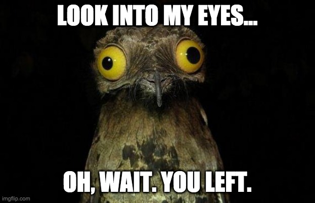 Haha | LOOK INTO MY EYES... OH, WAIT. YOU LEFT. | image tagged in memes,weird stuff i do potoo | made w/ Imgflip meme maker