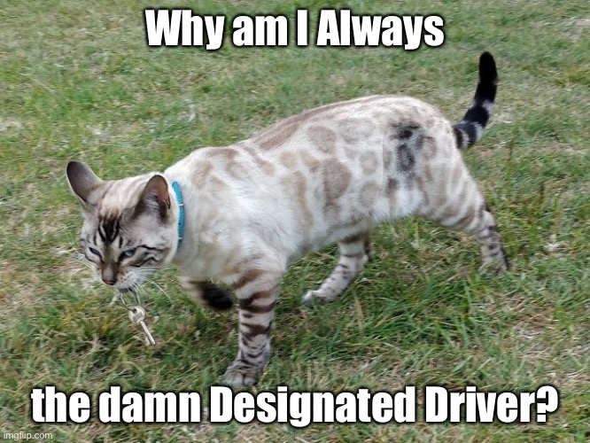 The Designated Driver | Why am I Always; the damn Designated Driver? | image tagged in funny memes,cats,funny cat memes,funny cats | made w/ Imgflip meme maker