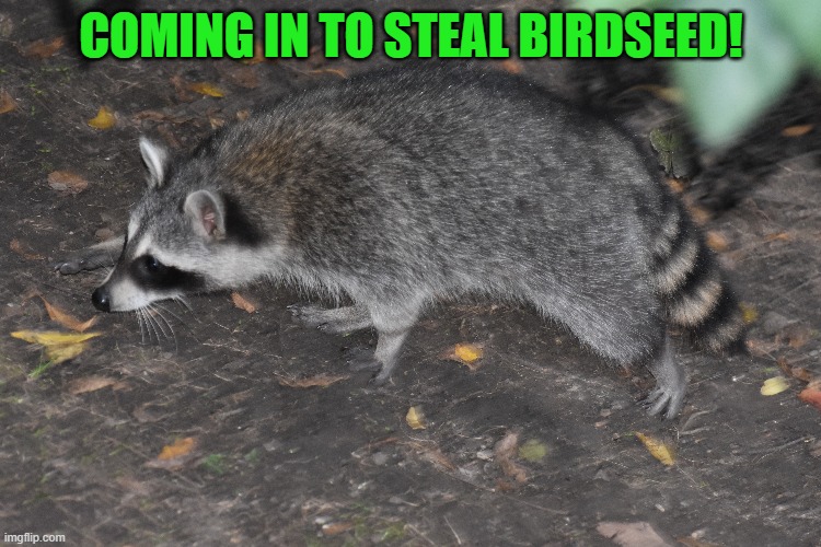 seed thief | COMING IN TO STEAL BIRDSEED! | image tagged in racoon,kewlew | made w/ Imgflip meme maker