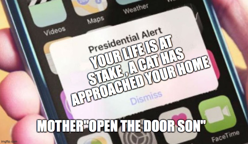 Cat | YOUR LIFE IS AT STAKE , A CAT HAS APPROACHED YOUR HOME; MOTHER"OPEN THE DOOR SON" | image tagged in memes,presidential alert | made w/ Imgflip meme maker