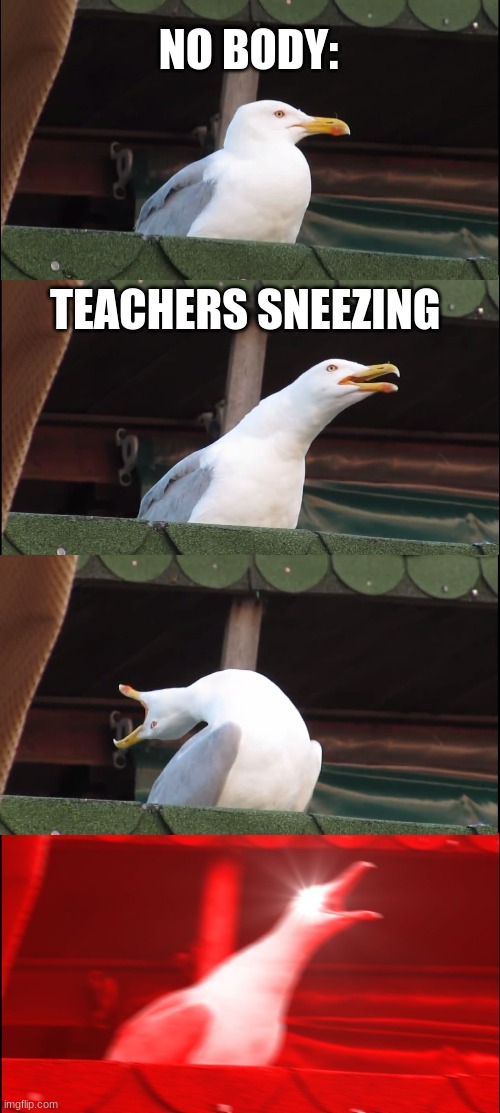 Inhaling Seagull Meme | NO BODY:; TEACHERS SNEEZING | image tagged in memes,inhaling seagull | made w/ Imgflip meme maker