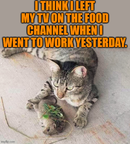 I THINK I LEFT MY TV ON THE FOOD CHANNEL WHEN I WENT TO WORK YESTERDAY. | image tagged in cats | made w/ Imgflip meme maker