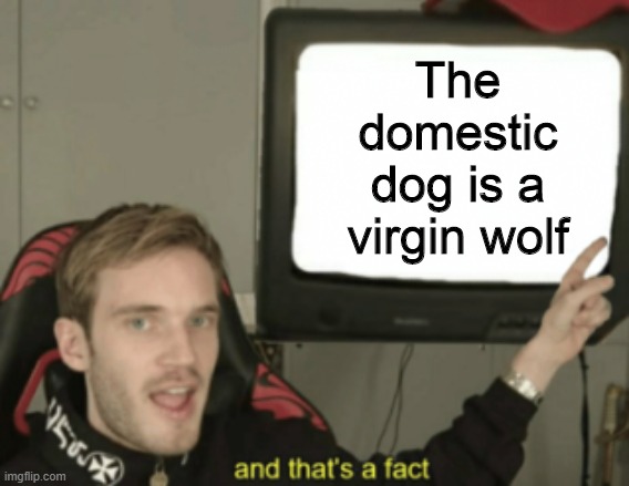 and that's a fact | The domestic dog is a virgin wolf | image tagged in and that's a fact,memes,dogs,wolves | made w/ Imgflip meme maker