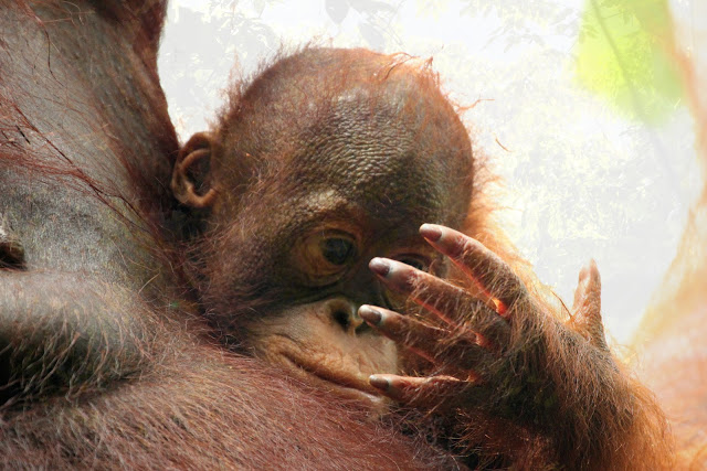 orangutan baby ponders hand Blank Meme Template