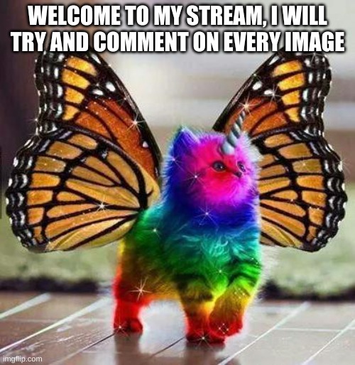 Rainbow unicorn butterfly kitten | WELCOME TO MY STREAM, I WILL TRY AND COMMENT ON EVERY IMAGE | image tagged in rainbow unicorn butterfly kitten | made w/ Imgflip meme maker