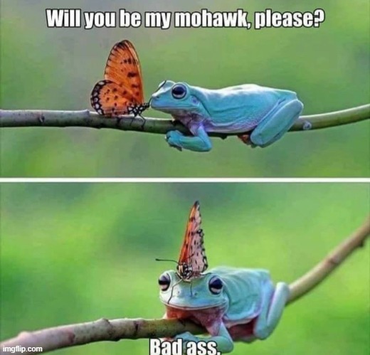 nature is awesome lol (repost) | image tagged in butterfly,frog,frogs,wholesome,repost,reposts are awesome | made w/ Imgflip meme maker