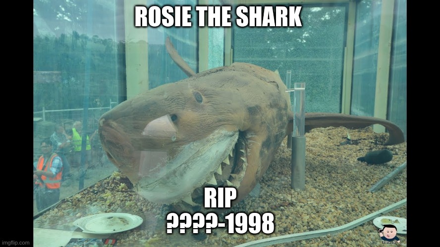 ROSIE THE SHARK; RIP
????-1998 | made w/ Imgflip meme maker