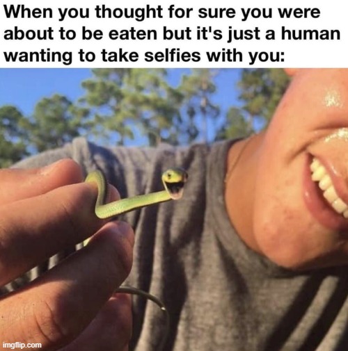 happy snek (repost) | image tagged in wholesome,memes,reposts,repost,snake,selfies | made w/ Imgflip meme maker