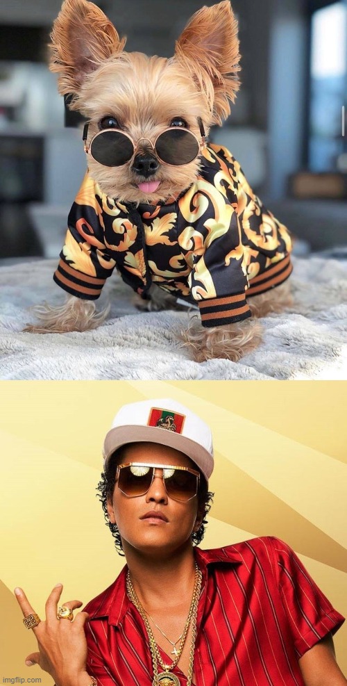 This pupper is a Bruno Mars fan | image tagged in bruno mars,bruno mars dog,dogs,cute dog,pop music,pop culture | made w/ Imgflip meme maker