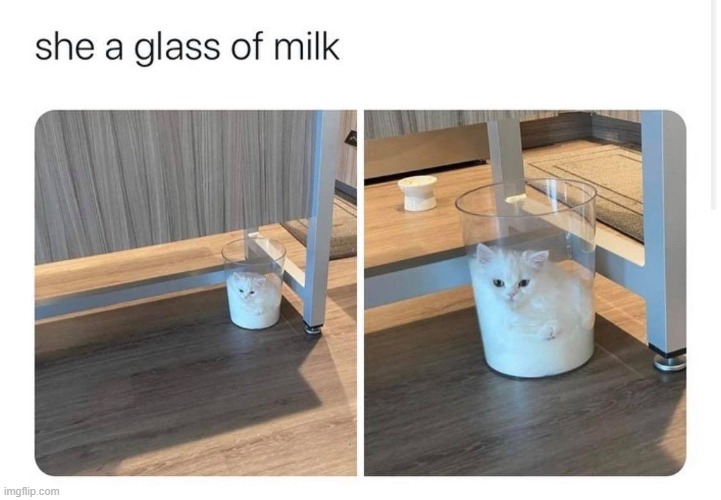 lol adorbs (repost) | image tagged in milk,cats,cat,funny memes,cute cat,repost | made w/ Imgflip meme maker