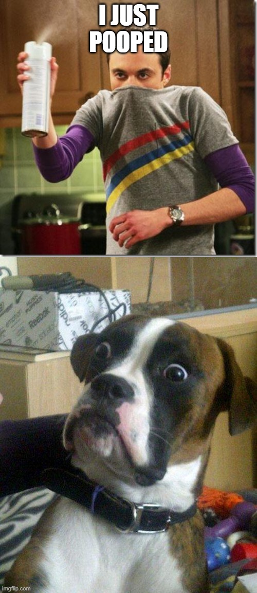I JUST POOPED | image tagged in blankie the shocked dog,air freshener sheldon cooper | made w/ Imgflip meme maker
