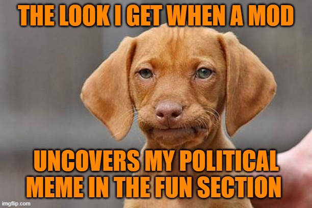 Dissapointed puppy | THE LOOK I GET WHEN A MOD; UNCOVERS MY POLITICAL MEME IN THE FUN SECTION | image tagged in dissapointed puppy | made w/ Imgflip meme maker