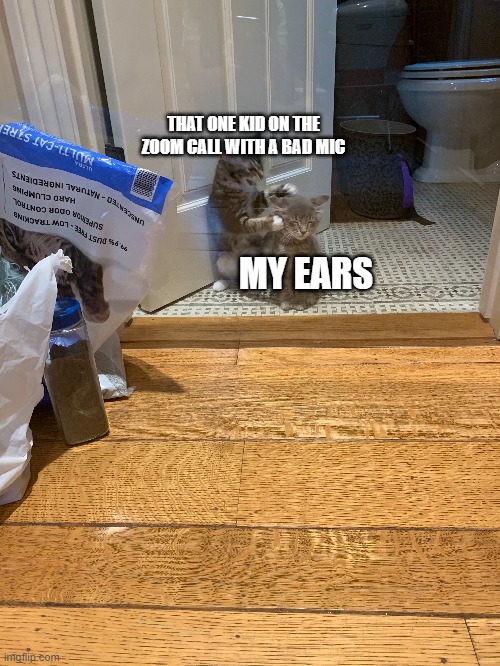 Get actual mics | THAT ONE KID ON THE ZOOM CALL WITH A BAD MIC; MY EARS | image tagged in cats | made w/ Imgflip meme maker