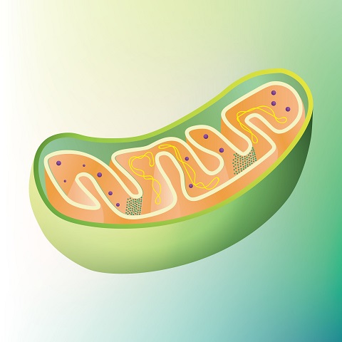 High Quality Mitochondria is the powerhouse of the cell Blank Meme Template
