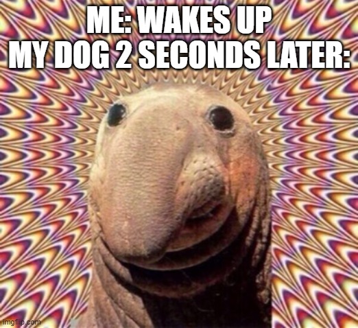 why doggo | ME: WAKES UP
MY DOG 2 SECONDS LATER: | image tagged in doggo,please stop | made w/ Imgflip meme maker