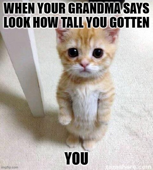 Cute Cat | WHEN YOUR GRANDMA SAYS LOOK HOW TALL YOU GOTTEN; YOU | image tagged in memes,cute cat | made w/ Imgflip meme maker