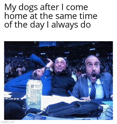 my dogs | image tagged in gotanypain | made w/ Imgflip meme maker