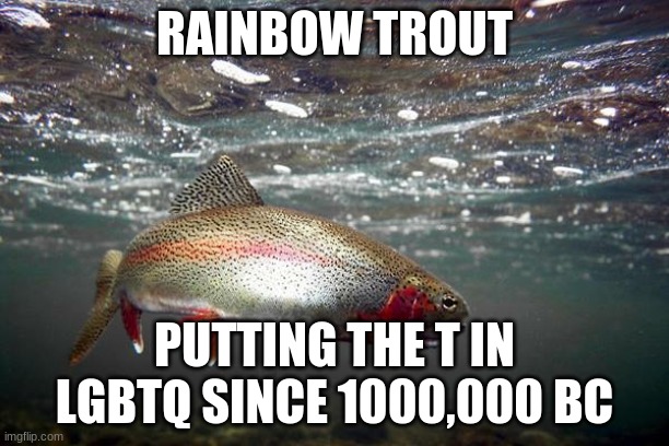 Trout | RAINBOW TROUT; PUTTING THE T IN LGBTQ SINCE 1000,000 BC | image tagged in trout | made w/ Imgflip meme maker