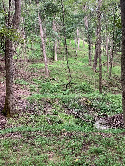 The woods by my grandparents house looks like it is from a fantasy movie | made w/ Imgflip meme maker