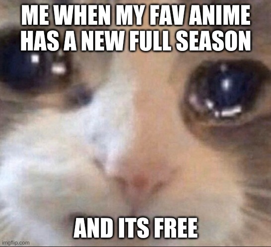Saddest Cat In The World | ME WHEN MY FAV ANIME HAS A NEW FULL SEASON; AND ITS FREE | image tagged in saddest cat in the world | made w/ Imgflip meme maker