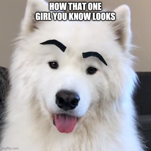 HOW THAT ONE GIRL YOU KNOW LOOKS | image tagged in cute dog | made w/ Imgflip meme maker