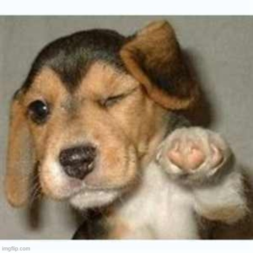 Fist bump puppy  | image tagged in fist bump puppy | made w/ Imgflip meme maker