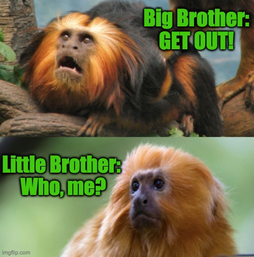 Monkey Brothers | Big Brother: GET OUT! Little Brother: 
Who, me? | image tagged in brothers,monkeys,family | made w/ Imgflip meme maker